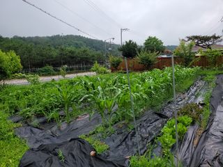 춘천바람개비님의 그동안 생산한 농작물은? · 참여글 작성글 사진