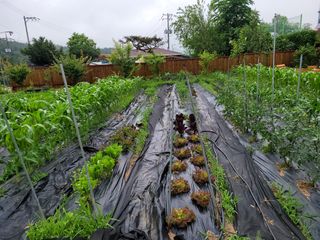 춘천바람개비님의 그동안 생산한 농작물은? · 참여글 작성글 사진