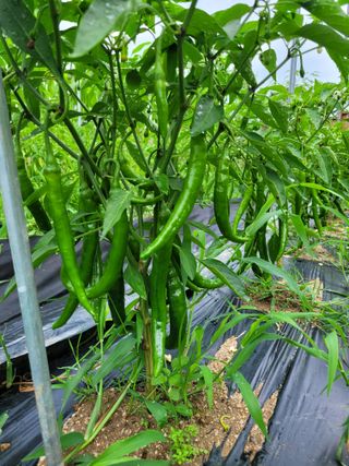 춘천바람개비님의 그동안 생산한 농작물은? · 참여글 작성글 사진