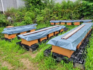 춘천바람개비님의 그동안 생산한 농작물은? · 참여글 작성글 사진