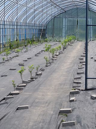 춘천바람개비님의 그동안 생산한 농작물은? · 참여글 작성글 사진