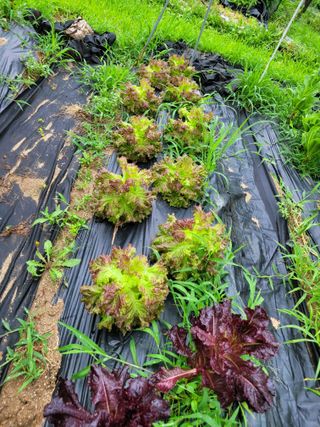 춘천바람개비님의 그동안 생산한 농작물은? · 참여글 작성글 사진