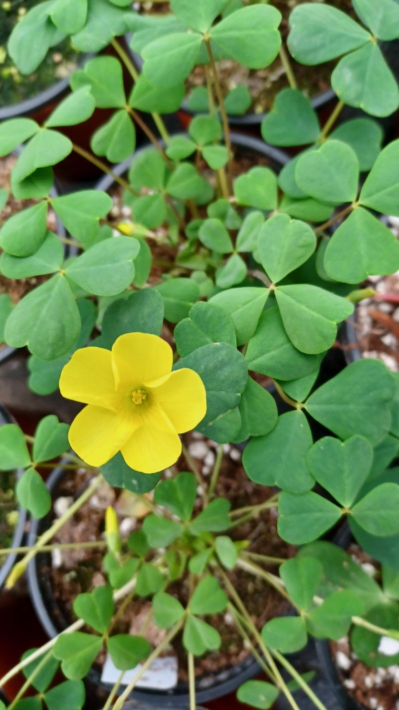 장터 상품 [꽃.] 썸네일