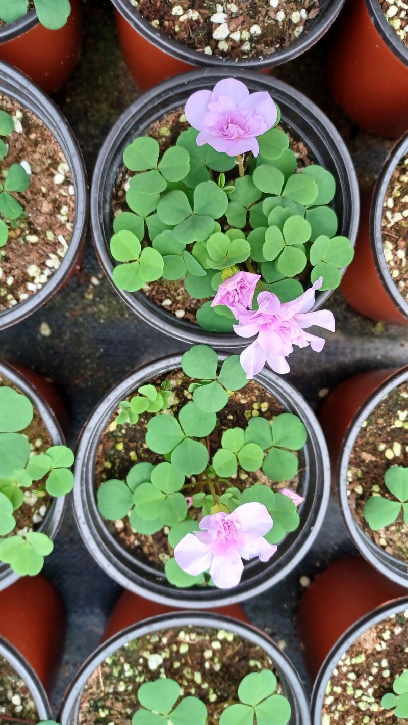 팜모닝회원 김순달 님의 장터 판매 상품 [꽃.] 첨부 사진