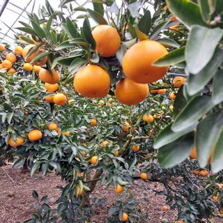 성민감귤농원님의 그동안 생산한 농작물은? · 참여글 작성글 사진