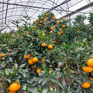 성민감귤농원님의 그동안 생산한 농작물은? · 참여글 작성글 사진