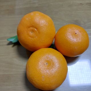 성민감귤농원님의 그동안 생산한 농작물은? · 참여글 작성글 사진