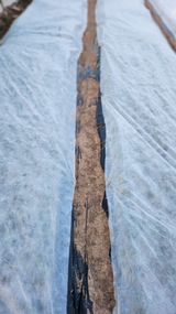 팜모닝 마늘·일상 게시글 이미지