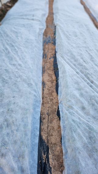 돈나무 님의 마늘 · 일상 작성글 사진