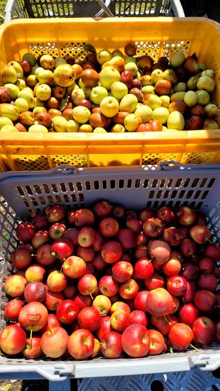 목대균님의 그동안 생산한 농작물은? · 참여글 작성글 사진