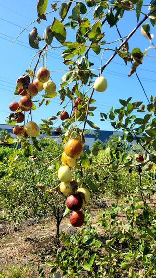 목대균님의 그동안 생산한 농작물은? · 참여글 작성글 사진