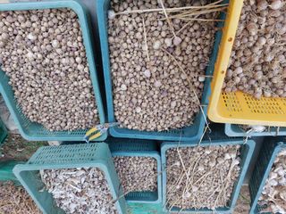 장순봉님의 그동안 생산한 농작물은? · 참여글 작성글 사진