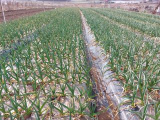 장순봉님의 그동안 생산한 농작물은? · 참여글 작성글 사진