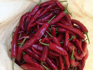 다나농원 이진우님의 그동안 생산한 농작물은? · 참여글 작성글 사진