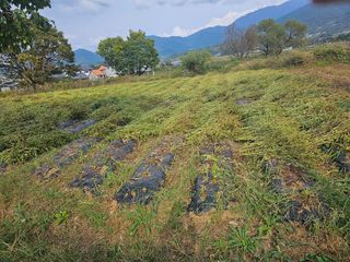빠꼼이님의 그동안 생산한 농작물은? · 참여글 작성글 사진