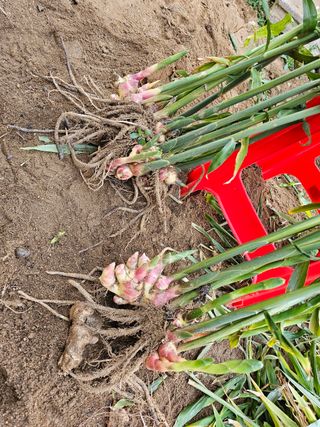 빠꼼이님의 그동안 생산한 농작물은? · 참여글 작성글 사진