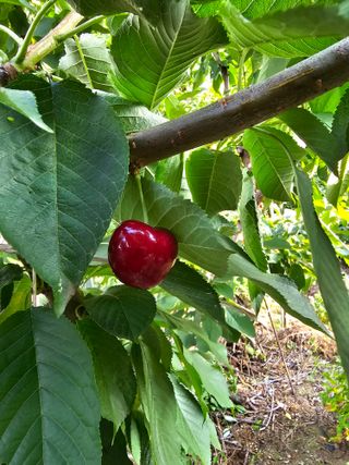 빠꼼이님의 그동안 생산한 농작물은? · 참여글 작성글 사진