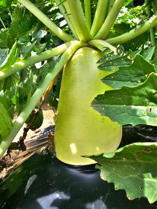 빠꼼이님의 그동안 생산한 농작물은? · 참여글 작성글 사진