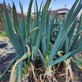 김은경님의 그동안 생산한 농작물은? · 참여글 작성글 사진