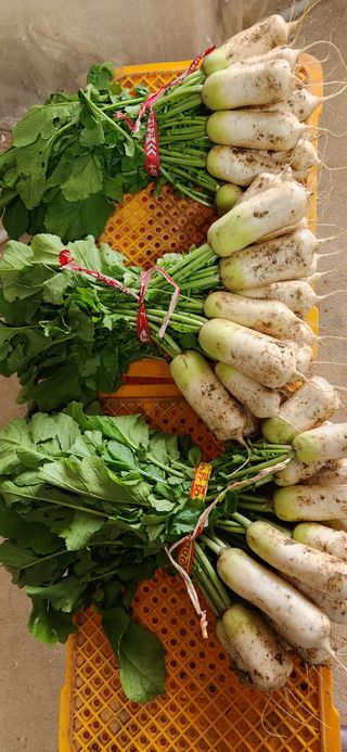 김은경님의 그동안 생산한 농작물은? · 참여글 작성글 사진