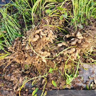 김은경님의 그동안 생산한 농작물은? · 참여글 작성글 사진