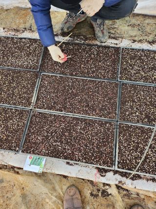 팜블리분매리농윈님의 고추 · 영농일지 작성글 사진