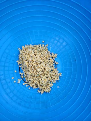 팜블리분매리농윈님의 고추 · 영농일지 작성글 사진