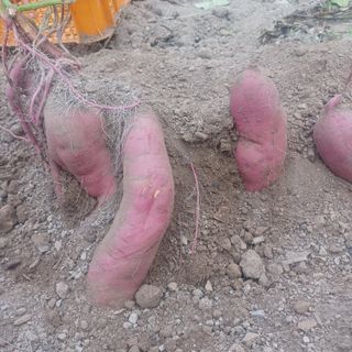 이경자님의 그동안 생산한 농작물은? · 참여글 작성글 사진