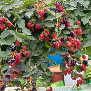 이경자님의 그동안 생산한 농작물은? · 참여글 작성글 사진