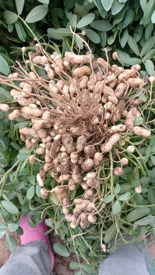 이경자님의 그동안 생산한 농작물은? · 참여글 작성글 사진