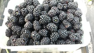 이경자님의 그동안 생산한 농작물은? · 참여글 작성글 사진