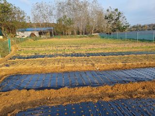 평택 조양연님의 그동안 생산한 농작물은? · 참여글 작성글 사진