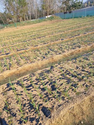 평택 조양연님의 그동안 생산한 농작물은? · 참여글 작성글 사진