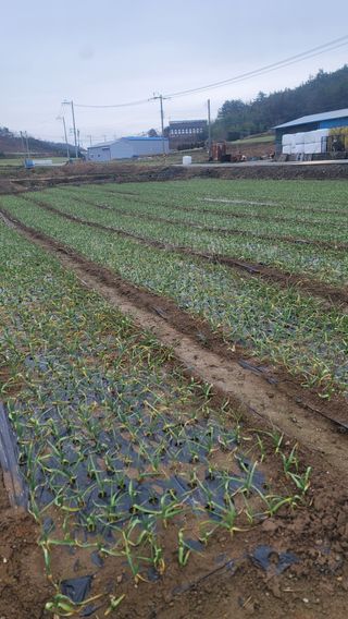 박정석님의 그동안 생산한 농작물은? · 참여글 작성글 사진