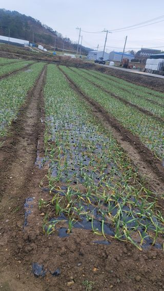 박정석님의 그동안 생산한 농작물은? · 참여글 작성글 사진