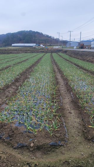 박정석님의 그동안 생산한 농작물은? · 참여글 작성글 사진