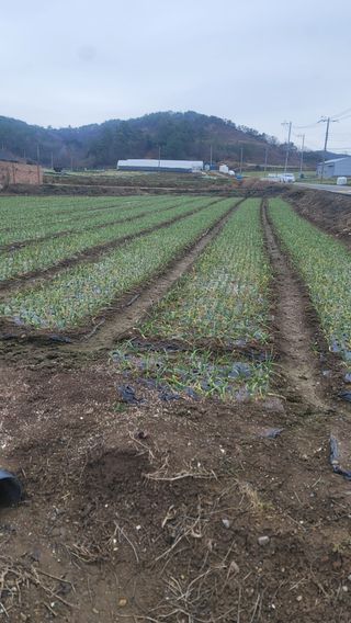 박정석님의 그동안 생산한 농작물은? · 참여글 작성글 사진