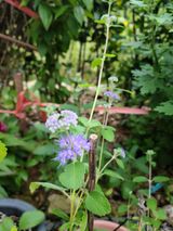 팜모닝 그동안 생산한 농작물은?·참여글 게시글 이미지