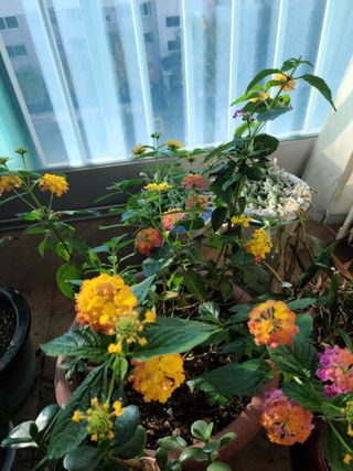 이경희님의 그동안 생산한 농작물은? · 참여글 작성글 사진