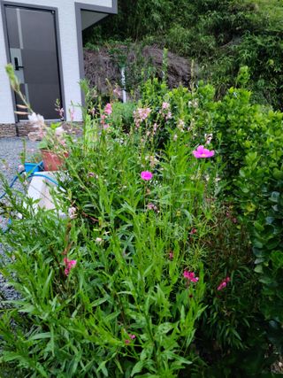 이경희님의 그동안 생산한 농작물은? · 참여글 작성글 사진