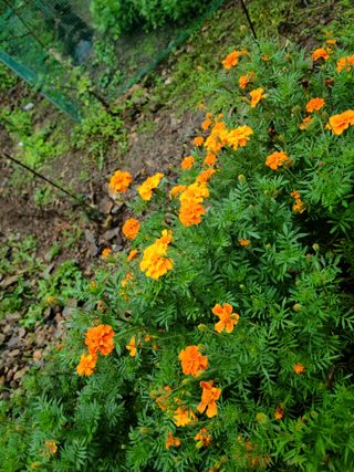 이경희님의 그동안 생산한 농작물은? · 참여글 작성글 사진