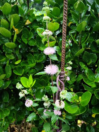 이경희님의 그동안 생산한 농작물은? · 참여글 작성글 사진