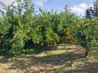 채정식님의 그동안 생산한 농작물은? · 참여글 작성글 사진