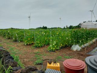 채정식님의 그동안 생산한 농작물은? · 참여글 작성글 사진