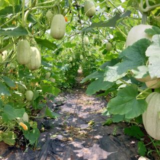 채정식님의 그동안 생산한 농작물은? · 참여글 작성글 사진