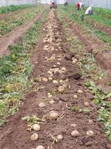 팜모닝 그동안 생산한 농작물은?·참여글 게시글 이미지