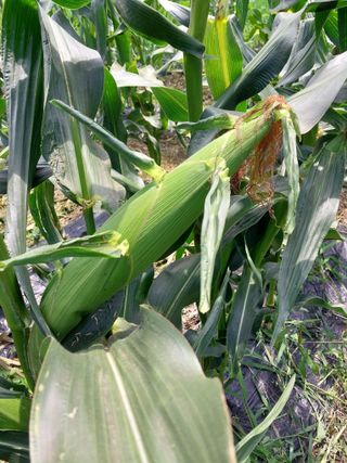 김창순님의 그동안 생산한 농작물은? · 참여글 작성글 사진