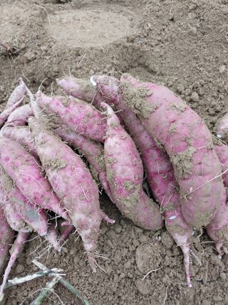 김창순님의 그동안 생산한 농작물은? · 참여글 작성글 사진