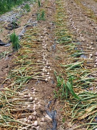 김창순님의 그동안 생산한 농작물은? · 참여글 작성글 사진