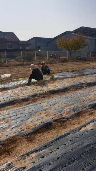 동읍초보임화영님의 그동안 생산한 농작물은? · 참여글 작성글 사진